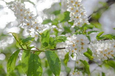Çiçek açan kuş kirazının dalları, arka plan veya doku olarak kullanılır