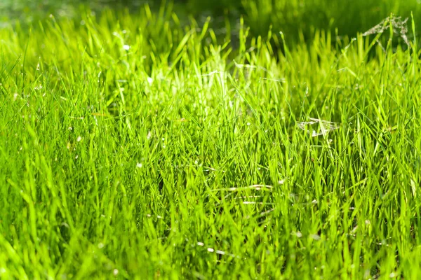 어린 푸른 잔디를 클로즈업 한 초원, 배경이나 질감으로 사용 됨 — 스톡 사진