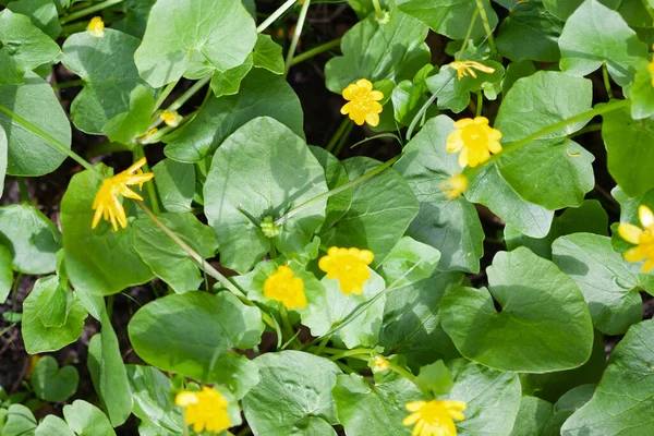 Plantas de soja verde com flores amarelas, use como fundo ou textura — Fotografia de Stock