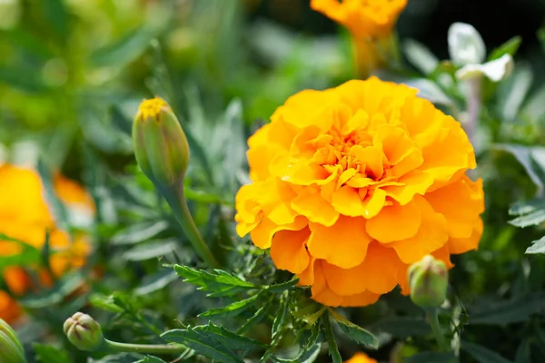 Πορτοκαλί λουλούδι Tagetes close-up, χρήση ως φόντο ή υφή — Φωτογραφία Αρχείου