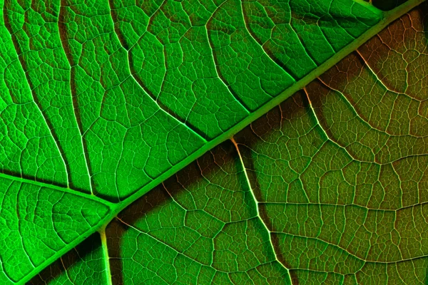 Feuille verte close-up, utilisé comme fond ou texture — Photo