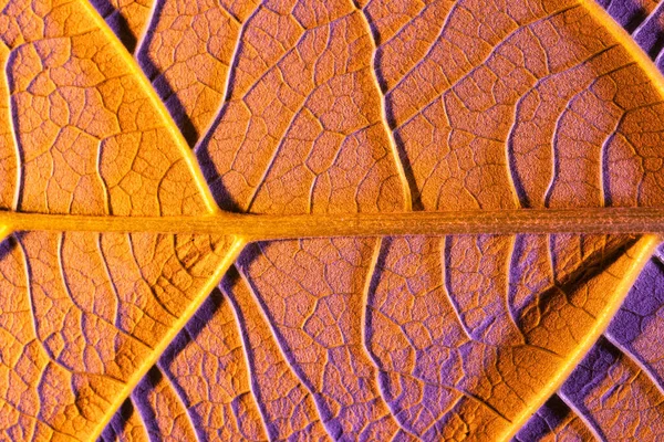 Foglia d'arancio da vicino, utilizzare come sfondo o texture — Foto Stock