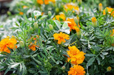 Yeşil yapraklı turuncu çiçekler, arka plan olarak kullanılır.