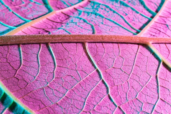 Plante feuille gros plan avec rétro-éclairage violet. Utilisation comme arrière-plan — Photo