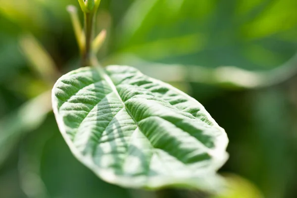 Mladé zelené listové rostliny zblízka, používané jako pozadí — Stock fotografie
