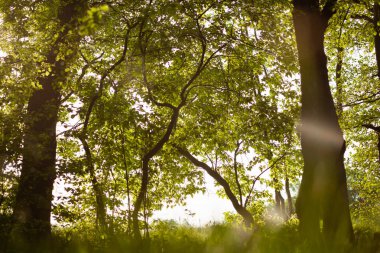 The sun shines through the thick foliage of trees