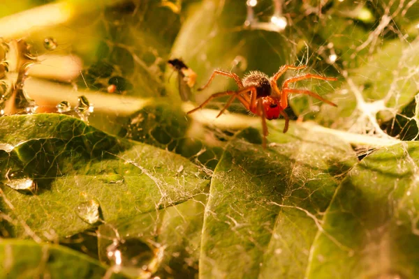 Una pequeña araña en una telaraña en follaje verde. Gotas de lluvia — Foto de Stock