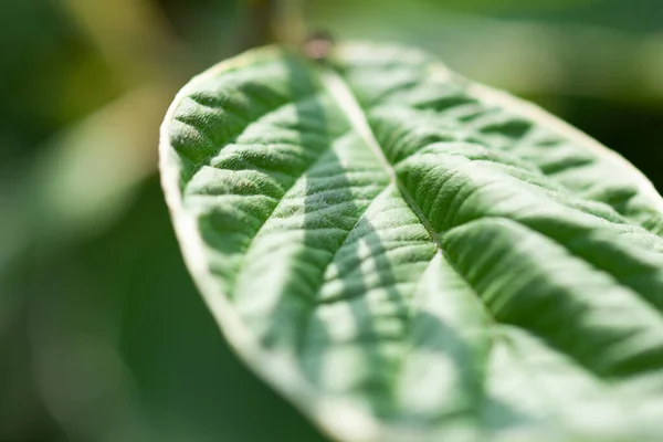 Young green leaf plants close-up, used as a background — Stock Photo, Image