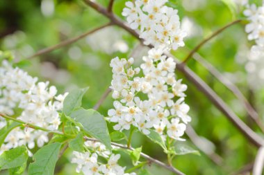 Arkaplan ya da doku olarak kullanılan çiçek saplı bir sürü dal