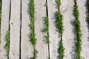 Tahta kalaslar dikey olarak yeşil çimlerin üzerinde, bir ahşap patika