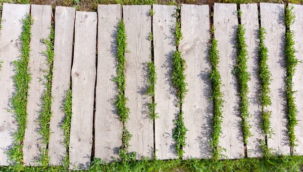 Pěšina z dřevěných prken na trávě, používaná jako textura — Stock fotografie