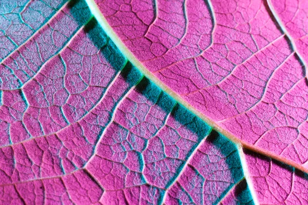 Plante feuille gros plan avec rétro-éclairage violet. Utilisation comme arrière-plan — Photo