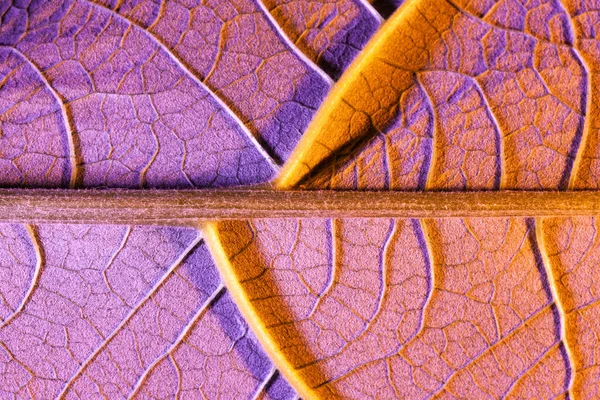 Фіолетовий лист крупним планом, використовувати як фон або текстуру — стокове фото
