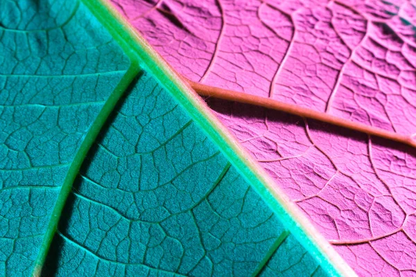 Primo piano foglio verde, utilizzato come sfondo o texture — Foto Stock