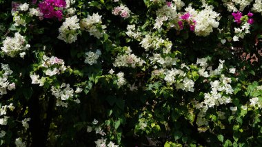 Güzel botanik fotoğrafı, doğal duvar kağıdı.