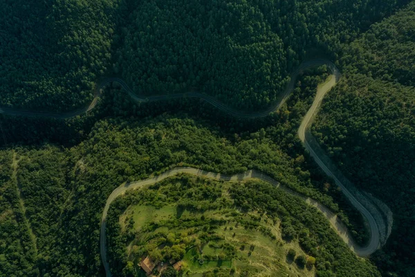 Camino Campo Forma Medio Bosque Pinos — Foto de Stock