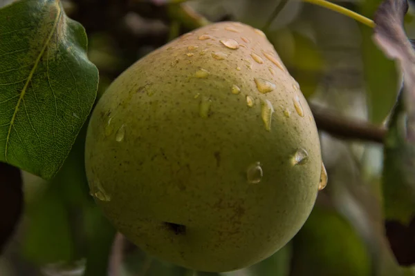 Pear with drops of water, on the pear tree after the rain storm