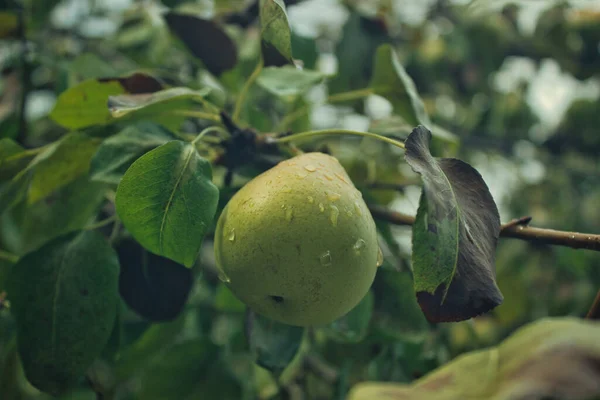 Pear with drops of water, on the pear tree after the rain storm