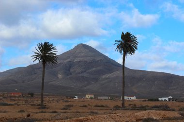 İspanya 'nın Fuerteventura adasında çorak bir volkanik vadide yetişen bir çift palmiye ağacı. Çöl dağları ve açık mavi gökyüzü tipik Kanarya Adaları 'na özgü çarpıcı bir doğal bileşim oluşturur..