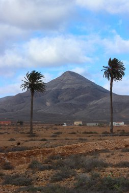 Fuerteventura, Kanarya Adaları 'ndaki kurak, çöl benzeri bir dağ manzarasının önünde duran iki palmiye ağacı. Kurak manzara ve sıcak ışık, bitki örtüsü ve volkanik arazi arasındaki zıtlığı vurgular..