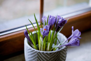 saksıdaki çiçekler