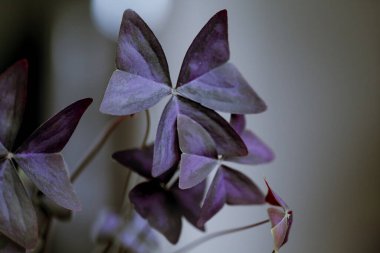 Oxalis tetraphylla evin çiçeğinde.