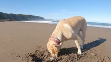 Labrador av köpeği kumsalda oynuyor güneşli bir yaz sabahı