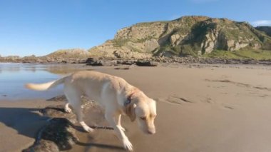 Labrador av köpeği kumsalda oynuyor güneşli bir yaz sabahı