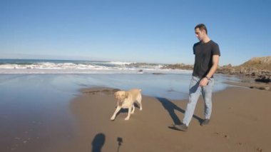 Güneşli bir yaz sabahı, Labrador Retriever köpeği sahibiyle sahil boyunca yürüyor. Yavaş çekim