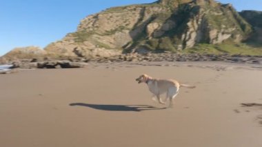 Labrador av köpeği kumsalda oynuyor güneşli bir yaz sabahı