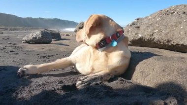 Labrador Retriever güneşli bir yaz sabahı kumsalda dinleniyor.