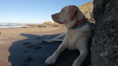 Labrador Retriever güneşli bir yaz sabahı kumsalda dinleniyor.