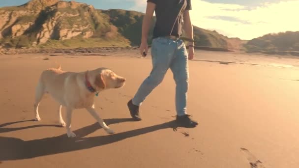 Labrador Retriever Spielt Mit Seinem Besitzer Auf Der Strandpromenade — Stockvideo