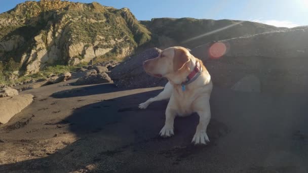 Labrador Retriever Descansa Deitado Areia Praia Uma Manhã Ensolarada Verão — Vídeo de Stock