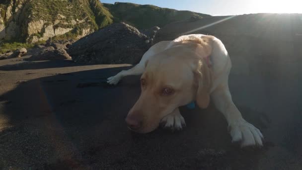 Labrador Retriever Descansa Tumbado Arena Playa Una Soleada Mañana Verano — Vídeos de Stock