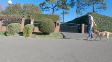 Labrador Retriever cinsi köpek, güneşli bir sabah şehirde paten kayarken sahibinin arkasından koşar.
