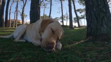 Labrador Retriever cinsinin köpeği ormandaki çimlerin üzerinde dinleniyor.