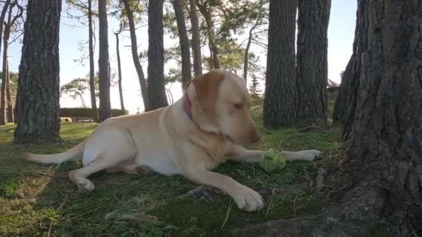Hund Rasen Labrador Retriever Spelar Med Tennisboll Som Ligger Gräset — Stockvideo