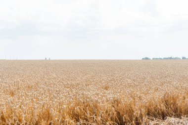 Mavi yaz gökyüzü tarım arazisinin altındaki muazzam altın buğday tarlası