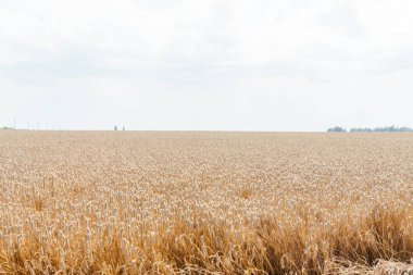Mavi yaz gökyüzü tarım arazisinin altındaki muazzam altın buğday tarlası