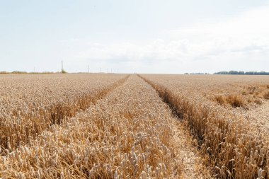 Olgun buğday tarlasında traktör izleri ve lastik izleri ufka doğru gidiyor.
