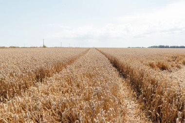 Olgun buğday tarlasında traktör izleri ve lastik izleri ufka doğru gidiyor.