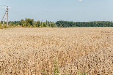 Vast golden wheat field under blue summer sky agriculture landscape