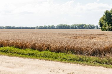 Vast golden wheat field under blue summer sky agriculture landscape