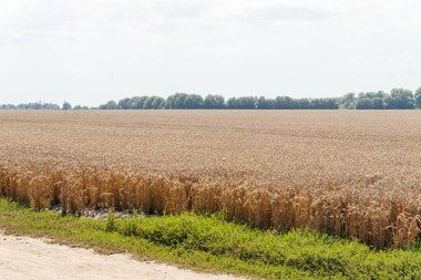Vast golden wheat field under blue summer sky agriculture landscape