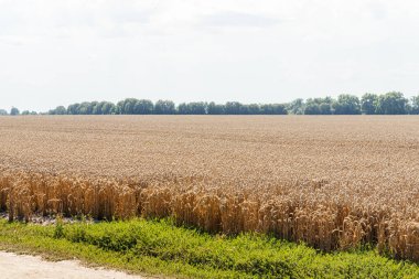 Vast golden wheat field under blue summer sky agriculture landscape