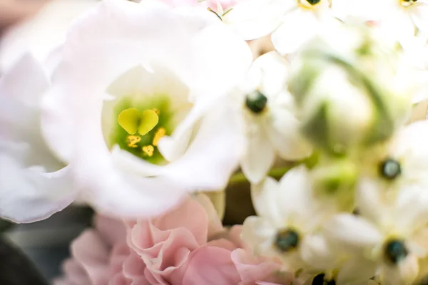 Flowers Macro Shot — Stock Photo, Image