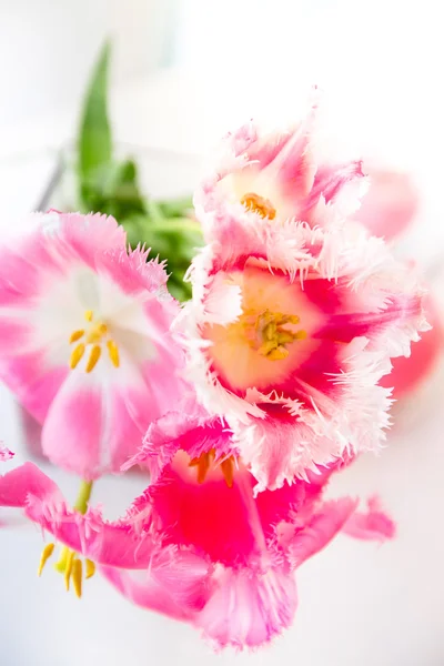 Jasny różowy tulipany — Zdjęcie stockowe