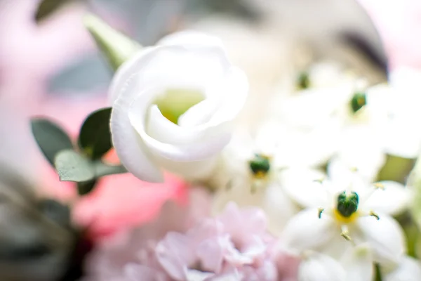 Kwiaty Zdjęcia makro — Zdjęcie stockowe