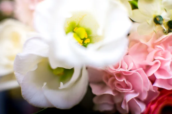 꽃 매크로 촬영 — 스톡 사진